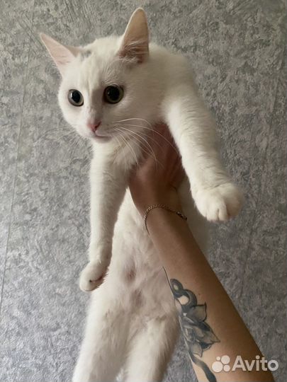 Кошки в добрые руки