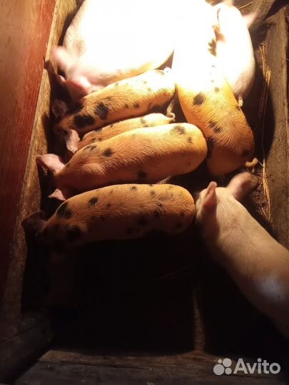Поросята