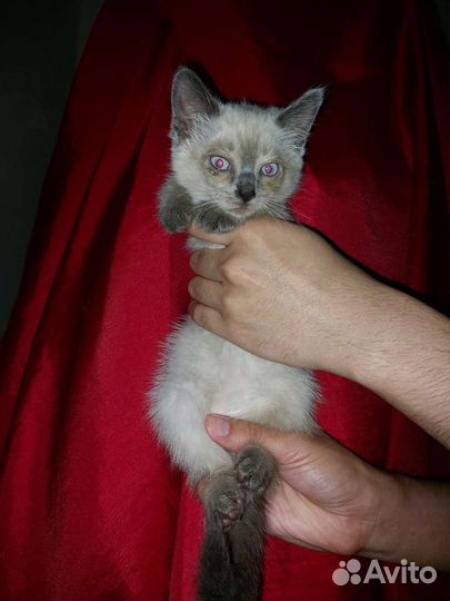 Кошки