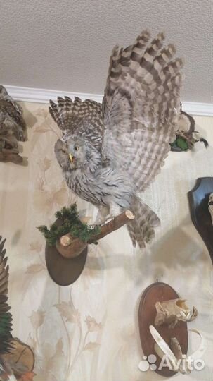 Чучело птицы