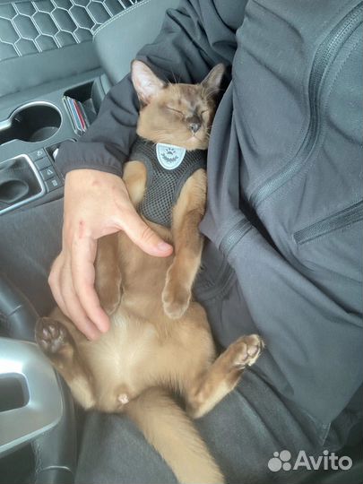 Бурманские котята