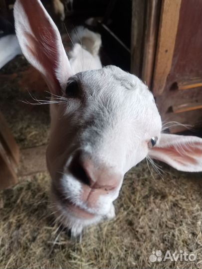 Козлы молоденькие