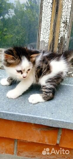 Кошки бесплатно