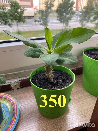 Эуфорбия Миля (Молочай)