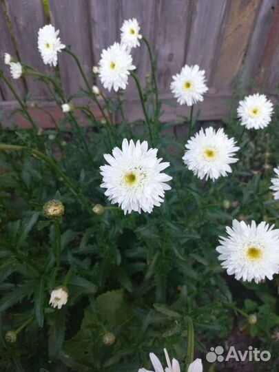 Ромашка садовая белая