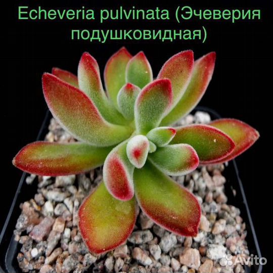 Эхеверия семена