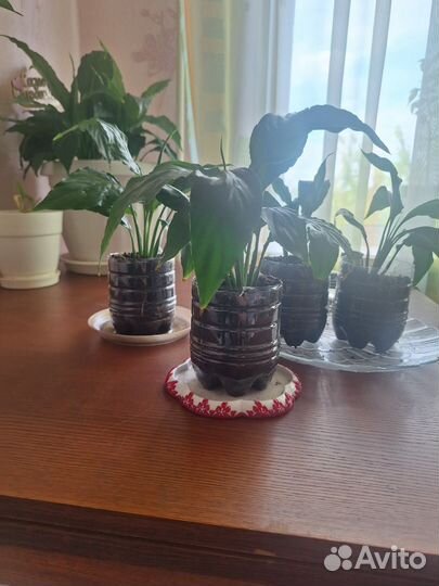 Спатифиллум