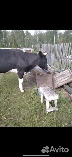 Продам дойную корову