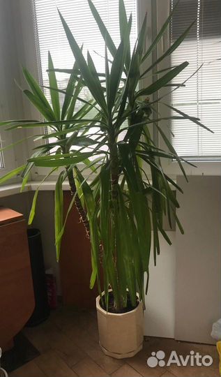 Пальма Юкка