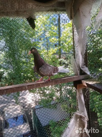 Голубь одесский