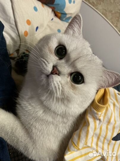 Кот на вязку