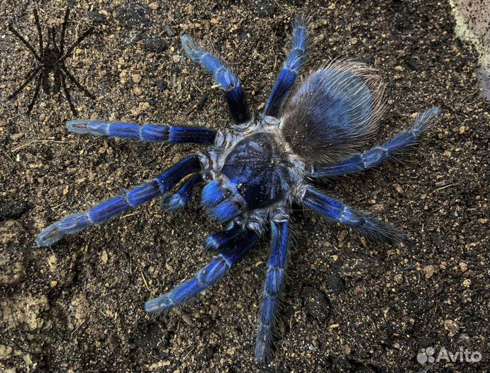 Пауки птицееды