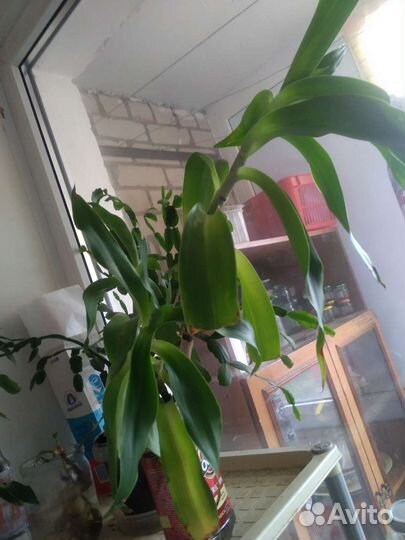 Золотой ус высокий