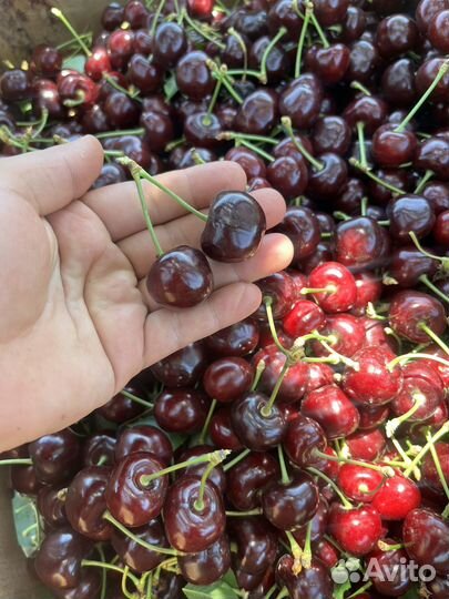 Черешня оптом