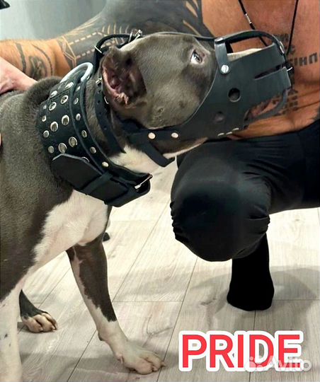 Амуниция для собак