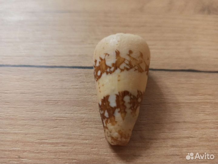 Морская раковина