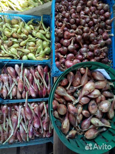 Лук шалот семейный 12 сортов