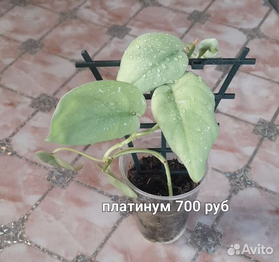 Эпипремнум платинум