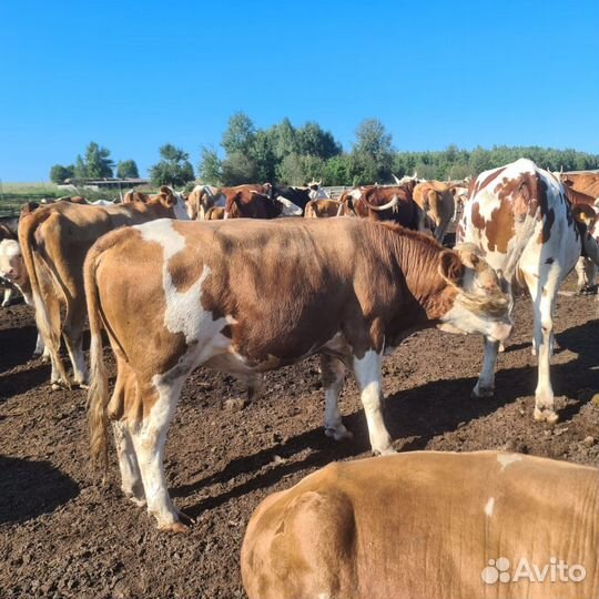 Бычки и телки казахская белоголовая