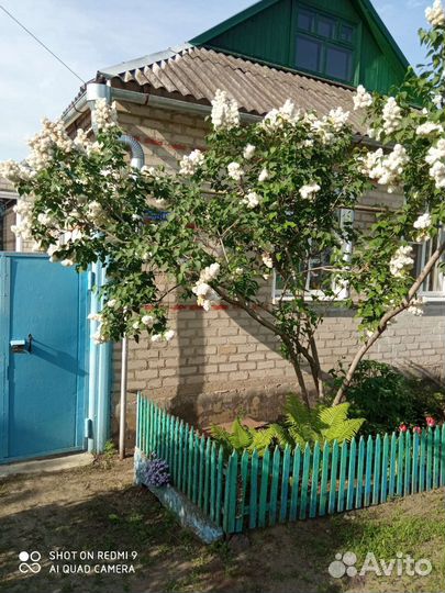 Саженцы ароматной махровой белой сирени