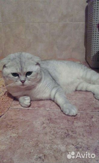Шотландснские котята