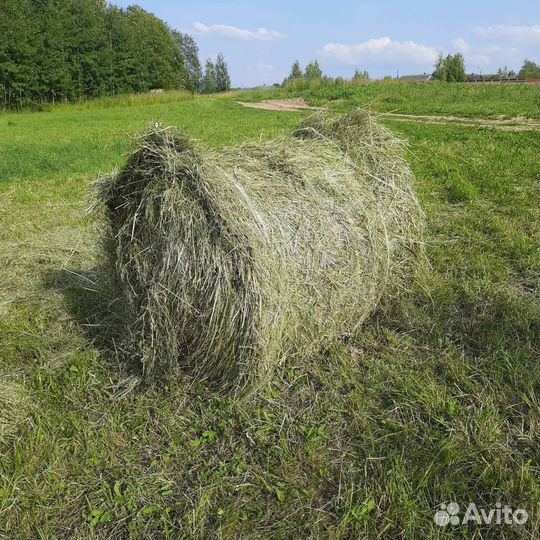 Сено в тюках и рулонах