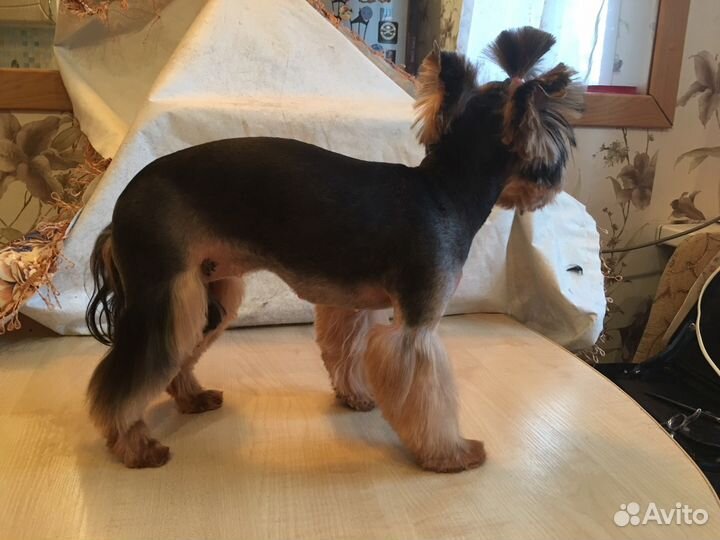 Стрижка/Груминг собак и кошек