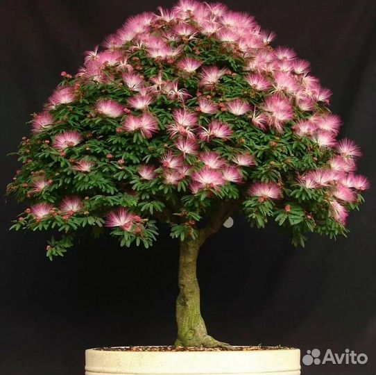 Альбиция бонсай (семена)