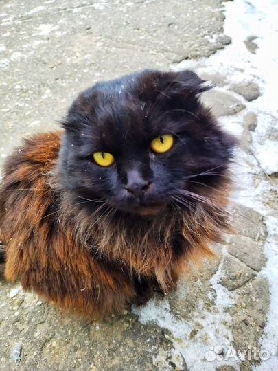 Кусь-кусь от котика + царапка в подарок