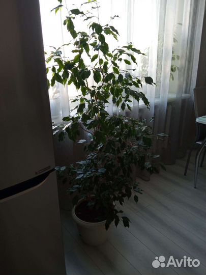 Денежное дерево