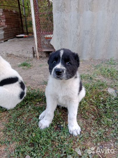 Щенки сао (Алабай)