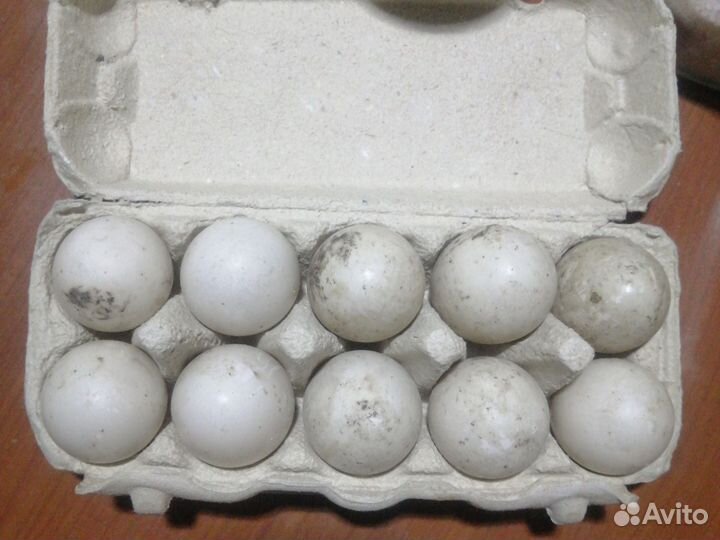 Утиные яйца