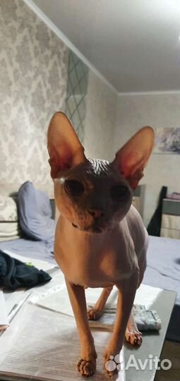 Донской сфинкс вязка