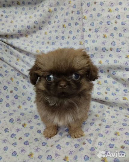Щенки пекинеса