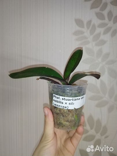 Phal. Stuartiana var. nobilis sub