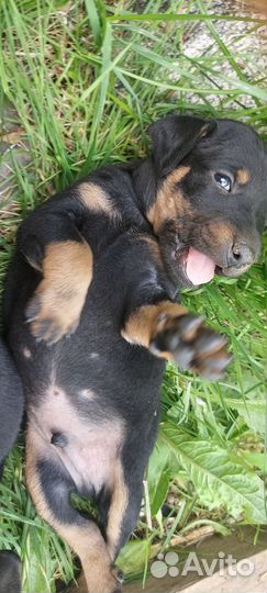 Щенки метисы ягдтерьера