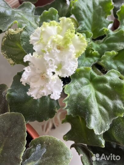 Фиалки цветущие