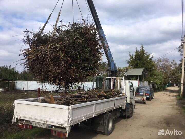 Спил деревьев