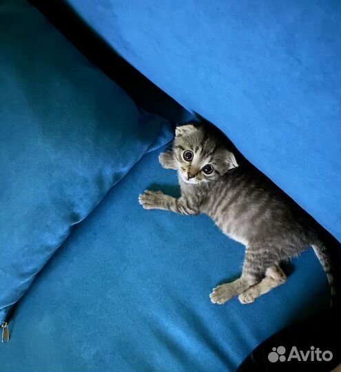 Котенок бесплатно