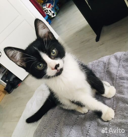 Кошечка 4 месяца