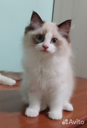 Котята Рэгдолл