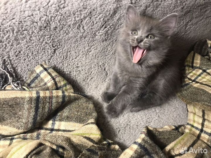 Кошечка ищет хощяев