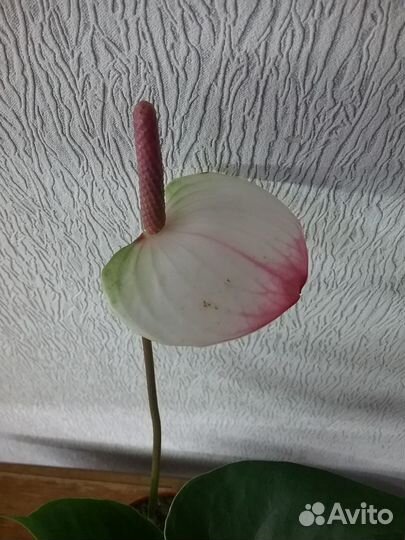 Антуриум сортовой