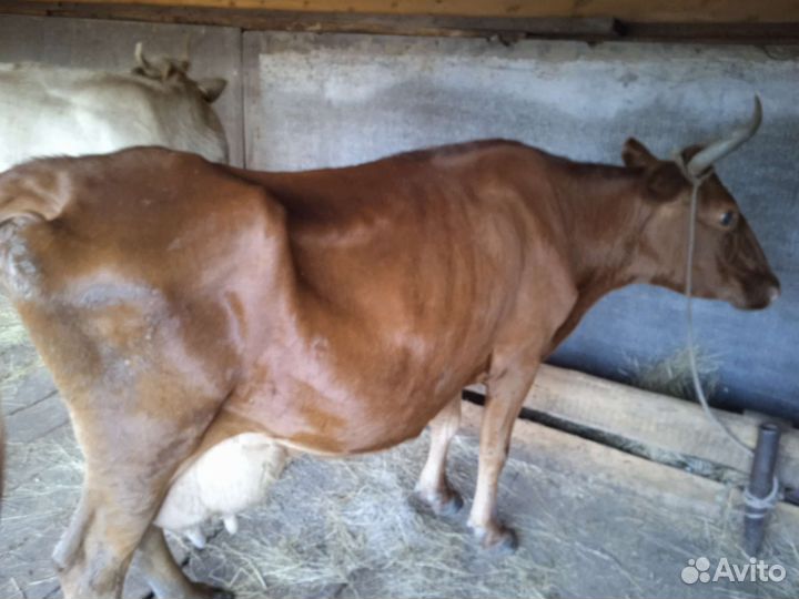 Корова молочная
