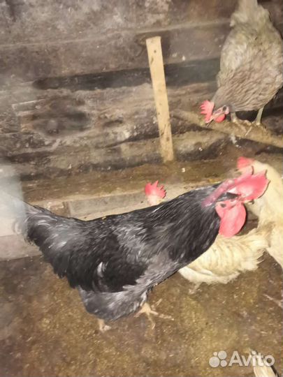 Куры петухи