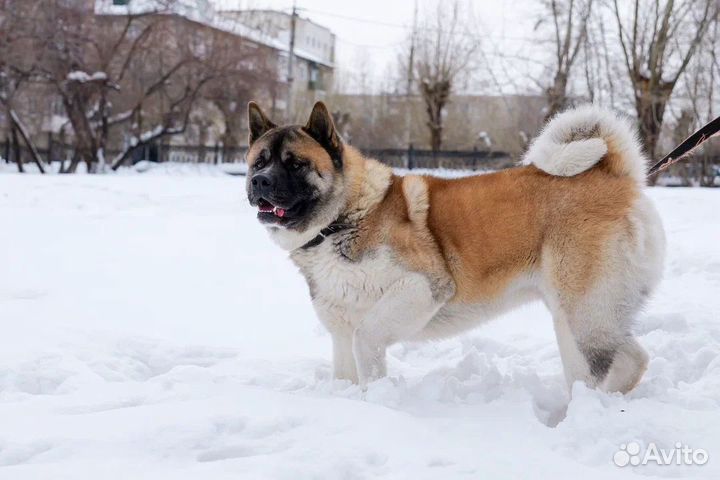 Американская акита вязка