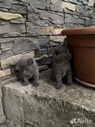 Котята вислоухие