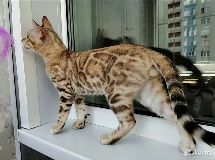 Бенгальский снежный мальчик mink