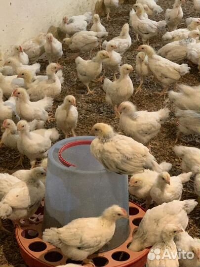 Цыплята адлерская серебристая