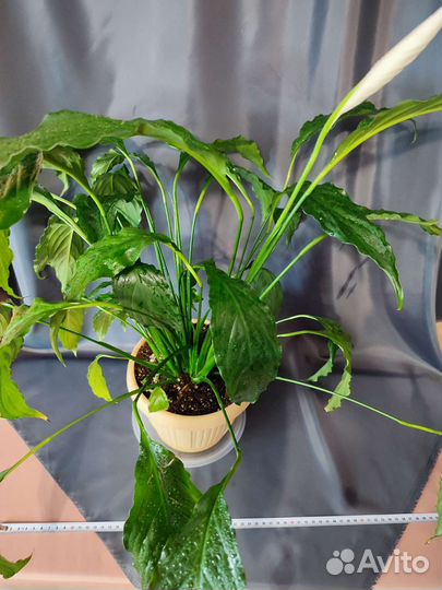 Спатифиллум